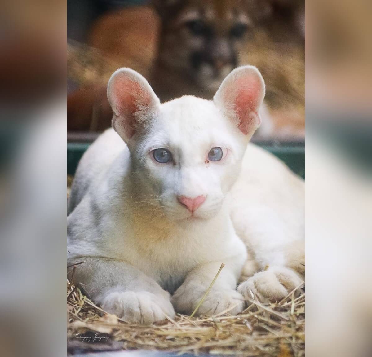 Itzae, la puma albina que nació en cautiverio en Nicaragua