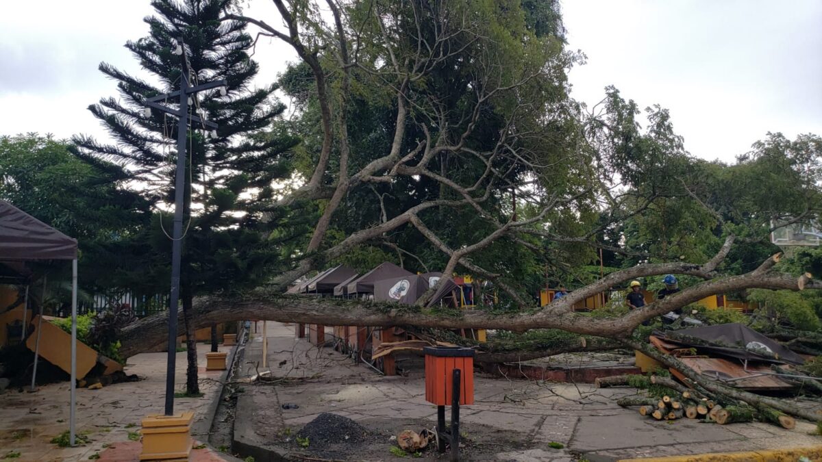 Desplome de árboles causa daños en Jinotepe y Granada