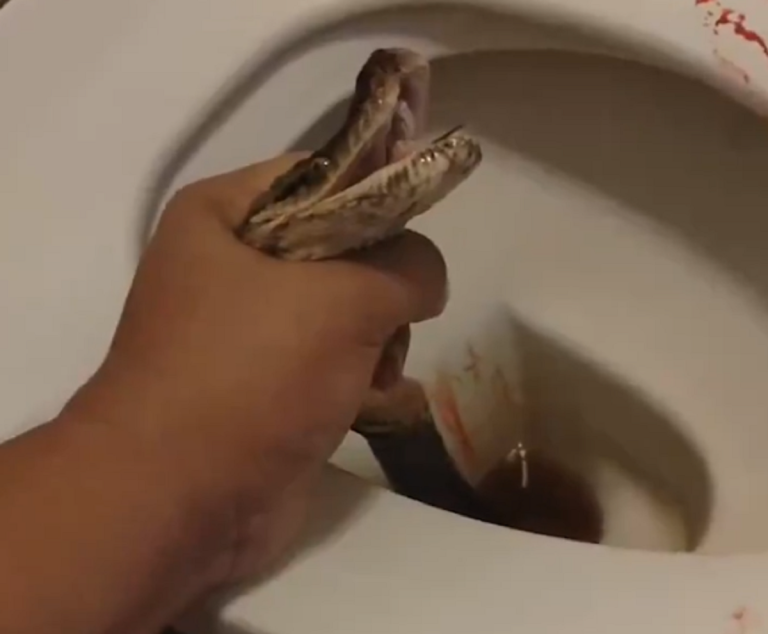 Serpiente salió de inodoro y mordió a hombre en los testículos, en Tailandia