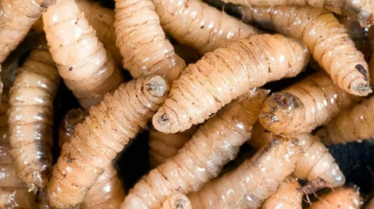 Nicaragua reporta dos personas afectadas por gusano barrenador