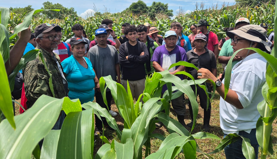 Nuevos métodos de siembra de maíz para aumentar la producción en Nicaragua