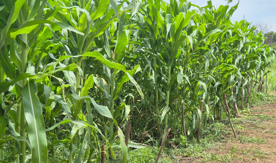 El gobierno de Nicaragua presentó hoy presentó nuevos métodos de arreglo de siembra en el cultivo de maíz