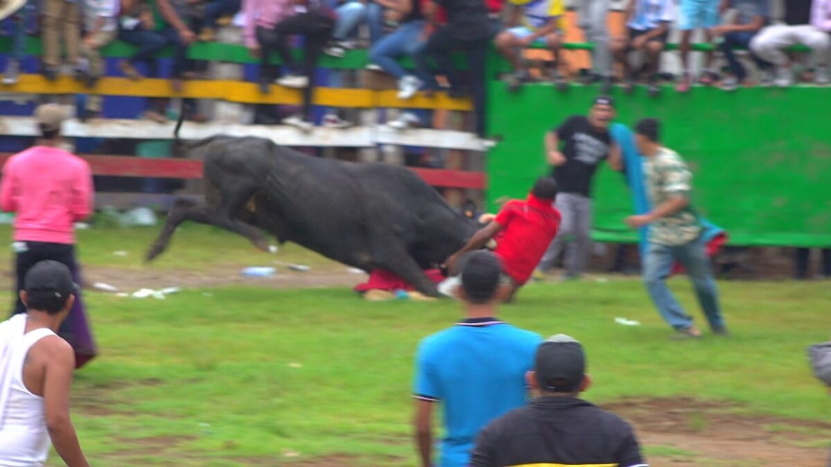 Corneados en corrida de toros: sorteador grave y más heridos