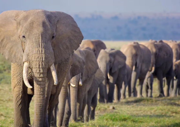 Sacrificarán a más de 200 elefantes, en Zimbabue, África