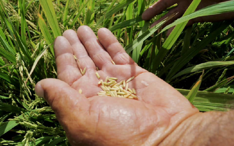 INTA Presenta Nueva Variedad de Arroz “INTA Nacional” en Jinotega para Productores de Secano