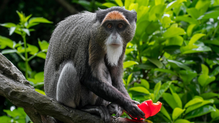 Mueren monos en zoológico de Hong Kong por bacteria mortal que también afecta a humanos