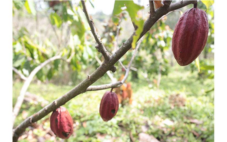 INTA entrega plantas de plátano y frutales a productores en la Costa Caribe Norte