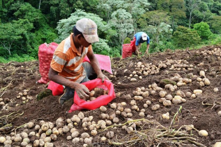 Diversidad y producción de papa garantizan seguridad alimentaria en Nicaragua