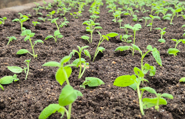 INTA Masaya presenta innovadoras técnicas para control de plagas en cultivo de repollo