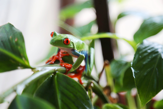 Rana verde de ojos rojos (Agalychnis callidryas)