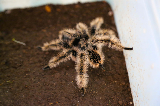 Araña pica caballo (Brachypelma albopilosum) 