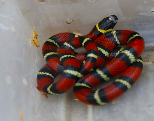 Falso coral (Lampropeltis triangulum)