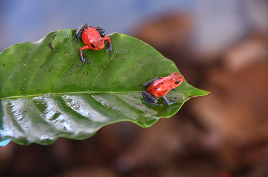 Ranita Flecha (Oophaga pumilio)