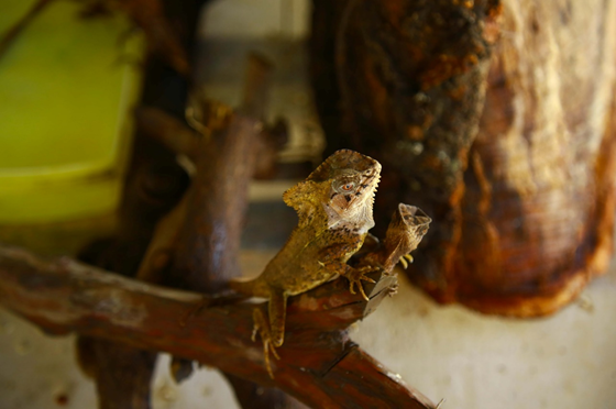 Turipache (Corytophanes cristatus)