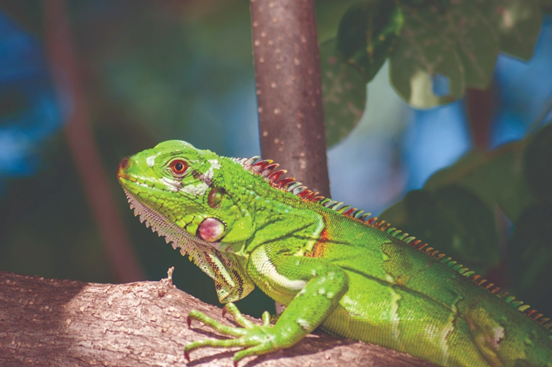 Iguana verde (Iguana iguana)