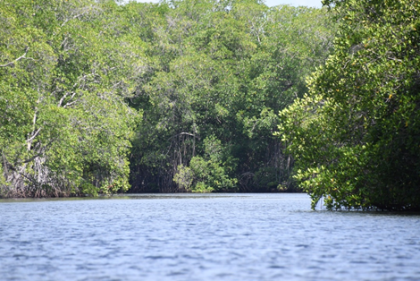 Reserva Natural Isla Juan Venado, León