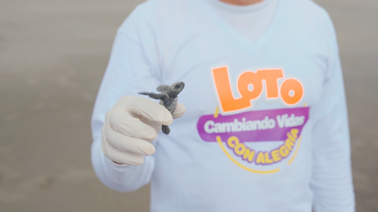 Voluntarios de LOTO liberan cientos de tortugas marinas en Salinas Grandes