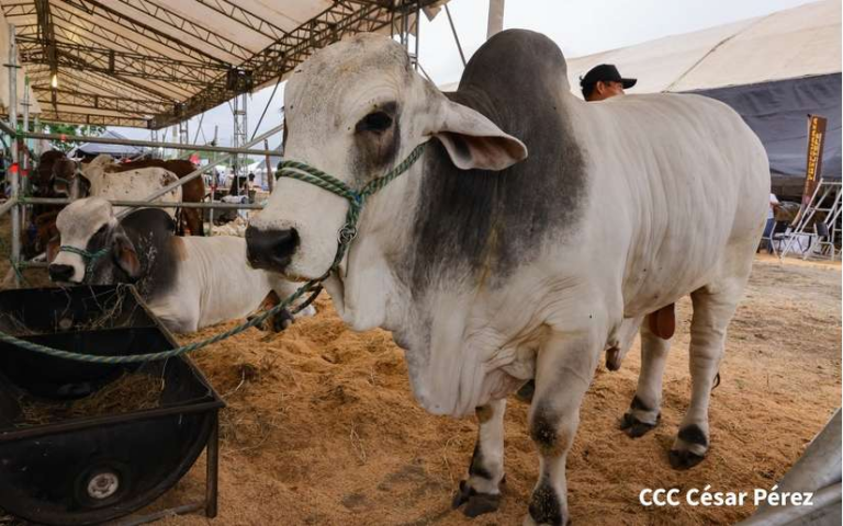 Este miércoles comienza la Feria Ganadera Navidad 2024 en carretera Masaya