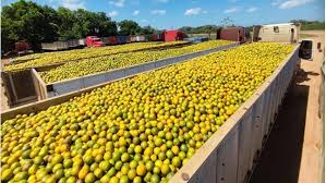 Nicaragua exporta más de 51 mil toneladas de naranjas a Centroamérica