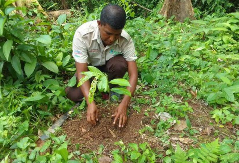 Nicaragua avanza en la reforestación con la campaña “Verde, que te Quiero Verde”