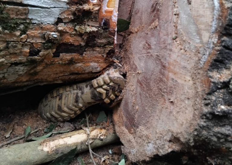 Hombre del campo termina con pie cercenado cuando talaba árboles en San Carlos, Río San Juan