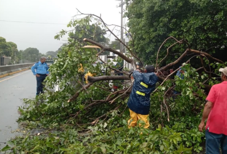 Brigadas despejan vías de árboles derribados por los remantes de «Sara»