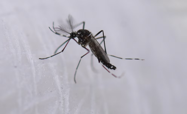 Estados Unidos enfrenta récord histórico de casos de dengue: más de 7 mil infectados en 2024