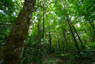 Nicaragua avanza en restauración forestal con más de 17 mil hectáreas regeneradas