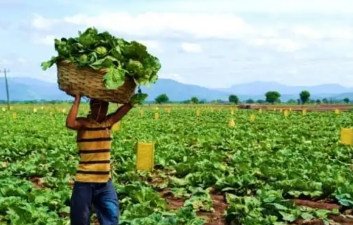 Agricultores nicaragüenses prevén una cosecha de 4.4 millones de unidades de repollo