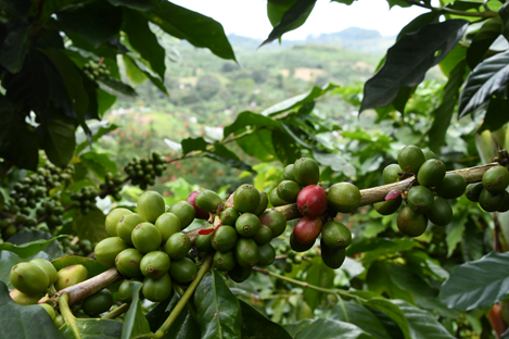 Gobierno de Nicaragua fortalece prácticas sostenibles en producción cafetalera de Jinotega y Matagalpa