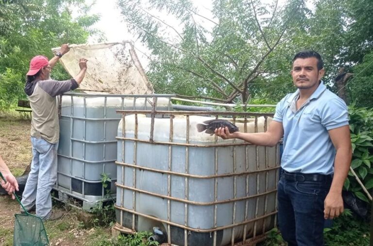 Expertos de INPESCA acompañan a familias en cultivo de tilapia en Managua