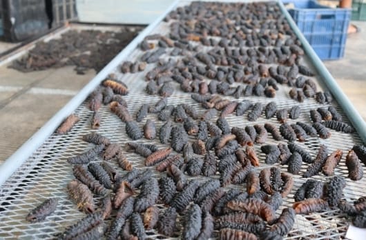 Primero de diciembre arranca temporada de pesca de pepino de mar