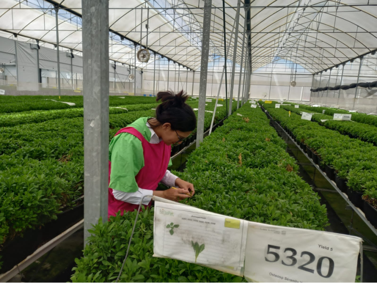 IPSA refuerza vigilancia fitosanitaria en Estelí para exportación de plantas ornamentales