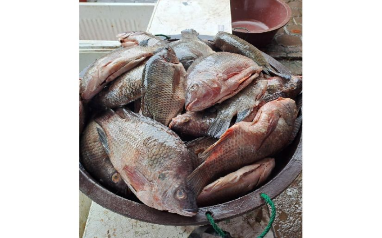 INPESCA impulsa sostenibilidad y desarrollo en el sector pesquero y acuícola del país