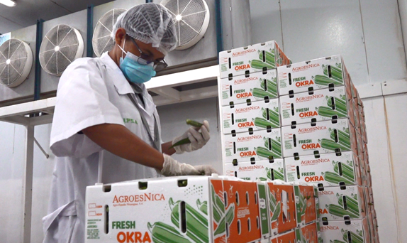 IPSA impulsa producción y exportación de Okra con nuevas variedades y vigilancia fitosanitaria
