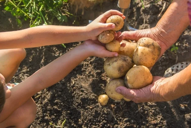 En Nicaragua más de 108 mil quintales de papas serán cosechados en este mes de diciembre