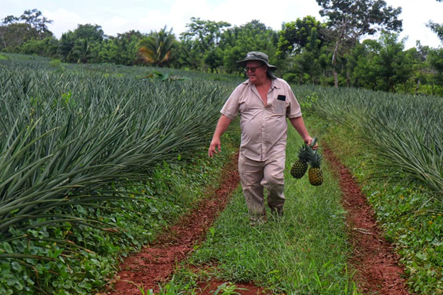 IPSA: Fortalecimiento de la producción nacional de piña