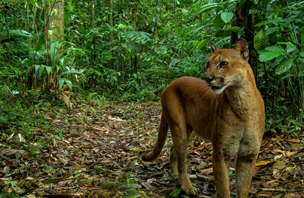 León de montaña (Puma concolor)