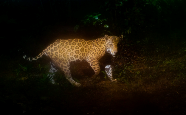 Jaguar (Panthera onca)