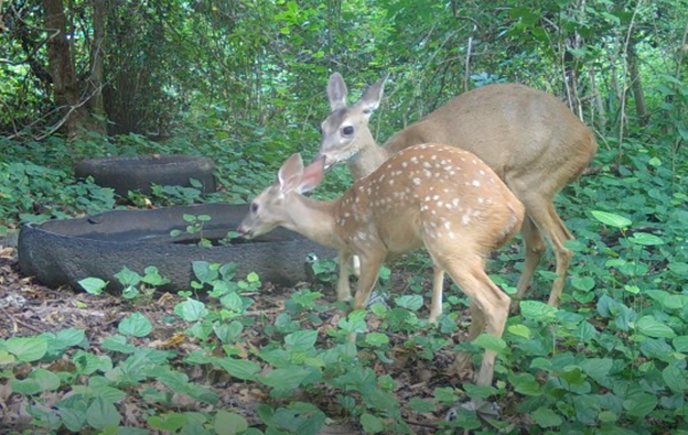 Venado cola blanca (Odocoileus virginianus)