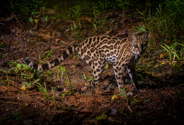 Ocelote (Leopardus pardalis)