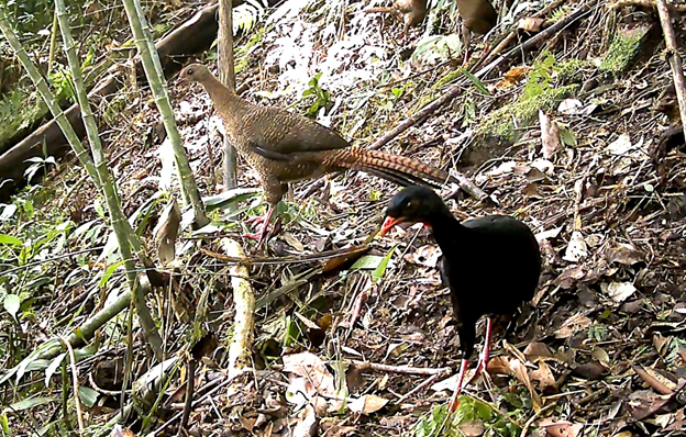 Pavón (Crax rubra)