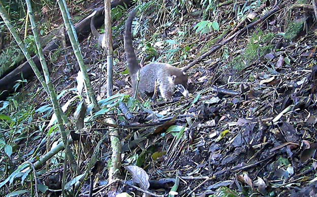 Pizote (Nazua narita)