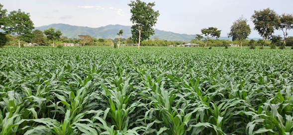 Cultivo de maíz en Nicaragua