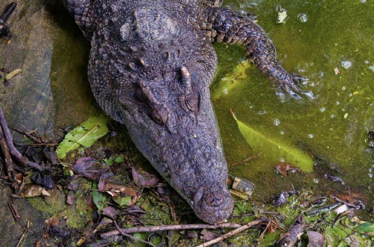 Cocodrilo arrastra a niña de 5 años en Indonesia