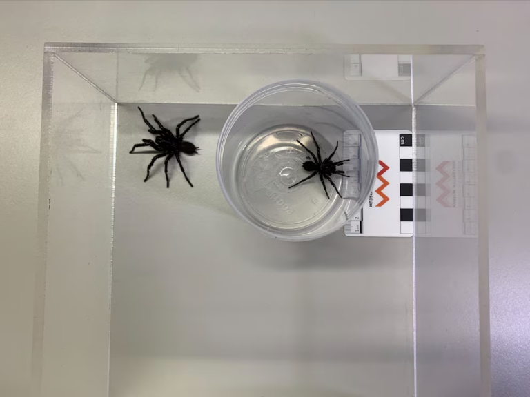 Científicos australianos descubren una nueva especie de araña más grande y venenosa