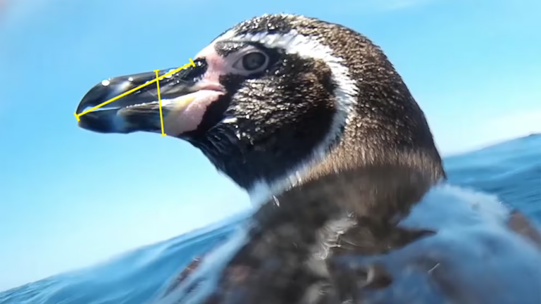 Cámaras revelan secretos de la vida marina de los pingüinos