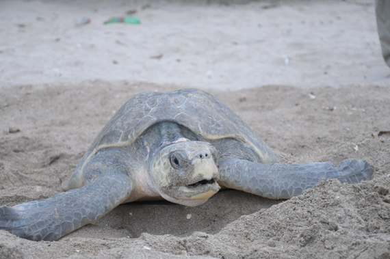 ¡Tercera arribada masiva de tortugas marinas Paslama en La Flor, San Juan del Sur, Rivas!