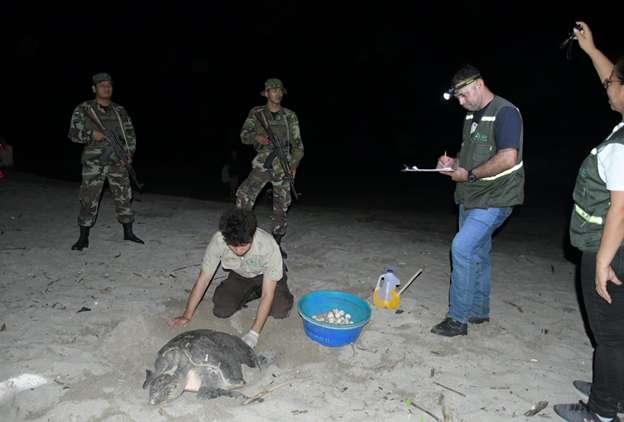 Monitoreo y resguardo de las anidaciones de tortugas marinas, realizado por Guardas de Áreas protegidas y Efectivos del Ejército de Nicaragua