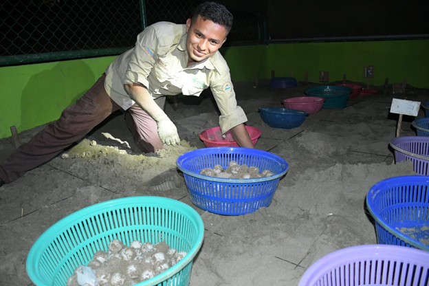 Proceso de incubación de huevos de tortugas en el vivero